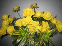 プレゼント プレゼント